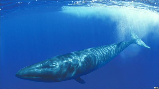 Bahrain’s famous whale skeleton