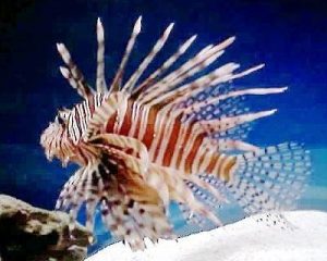 lionfish