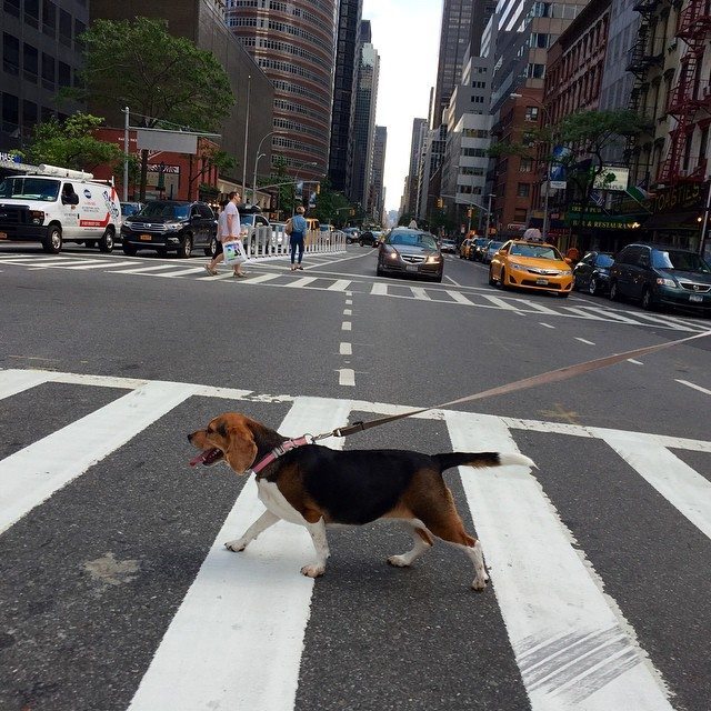 Dog Crossing Street