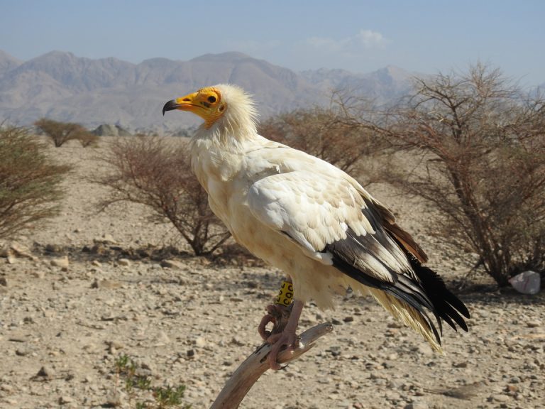 The Egyptian Vultures Released from Bahrain to Oman