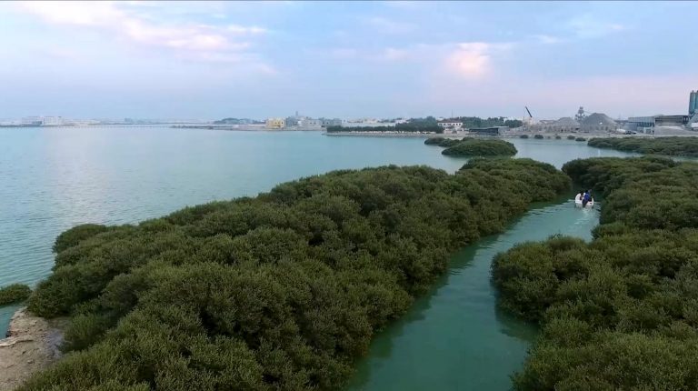 Bahrain Tourism and Exhibitions Authority Launches Mangrove Tours in Tubli Bay