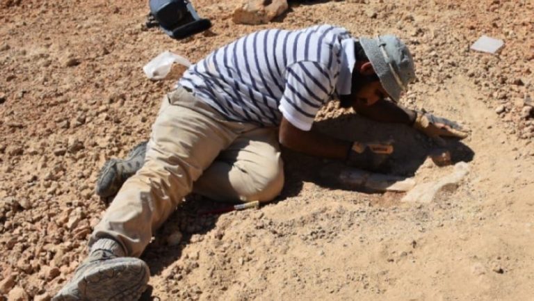 Primitive elephant  footprints found in Oman