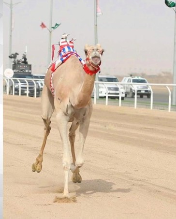 HH Shaikh Mohammed bin Salman highlights Bahrain’s participation at the preliminary rounds of the 2022 Crown Prince Camel Festival