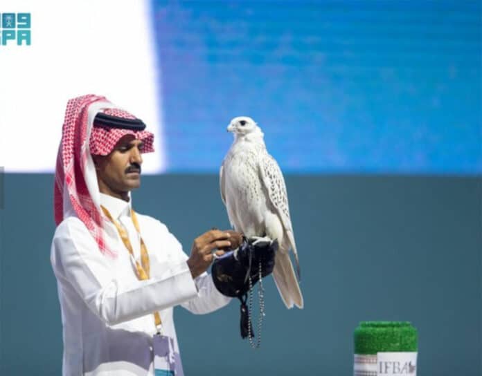 international falcon breeding